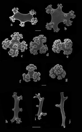 Titanideum frauenfeldii sclerites (S2658); a-e) radiate bodies from cortex; f, g) small radiate bodies from cortex; h-j) branching rods from medulla Titanideum frauenfeldii sclerites (S2658); a-e) radiate bodies from cortex; f, g) small radiate bodies from cortex; h-j) branching rods from medulla