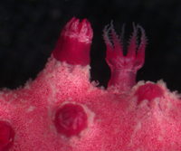 Contractile (left) and expanded (right) polyps of Thesea nivea (live specimen, S2695).