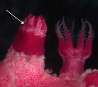 crown and points of Thesea nivea