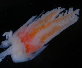 Polyp of Telesto sanguinea, showing sclerites in distal region of rachis