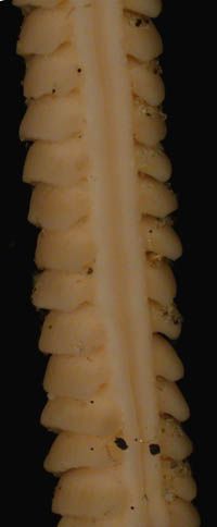 Virgularia presbytes, preserved specimen (S2125), showing bare dorsal track.