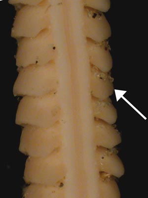 Virgularia presbytes showing polyp leaves