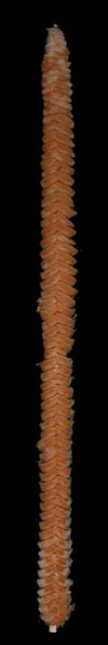Virgularia presbytes, preserved specimen (S2125), full colony