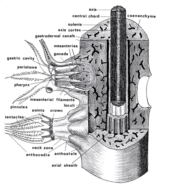 Bauplan of a Gorgonacean Octocoral (from Bayer et. al. 1983) 