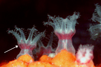 weak crown of Leptogorgia hebes