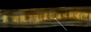 hollow axis of Leptogorgia virgulata, showing cross-chambered core hollow axis of Leptogorgia virgulata, showing cross-chambered core