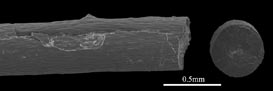 Solid axis of Ellisella barbadensis (USNM 50395)