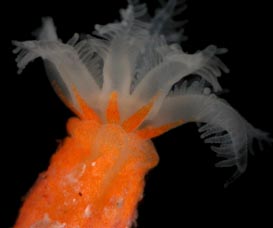 Telesto fruticulosa, live specimen, showing expanded polyp and orange sclerites in proximal region of tentacle.