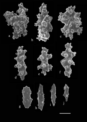 Sclerites of Telesto sanguinea (USNM 50357). a) fused sclerites from body wall; b) sclerite from body wall; c-f) sclerites from calyx wall; g-j) rods from polyp