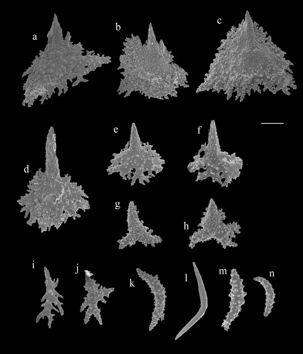 Figure 4. Placogorgia sp., dried specimen (SERTC 2922). Thornscales from cortex of stem tip (a-d) and base (e, f); forked scales from base (g, h); antler sclerites from stem tip (i) and base (j); curved rods from stem tip (k, l) and base (m,n). Scale bar = 200 µm. 