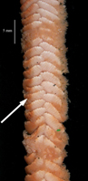 Virgularia presbytes, showing leaf structures Virgularia presbytes, showing leaf structures