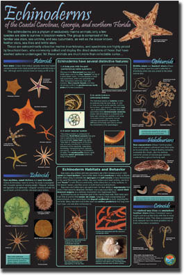 Echinoderms of the Coastal Carolinas, Georgia, and northern Florida poster