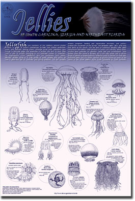 Jellies of South Carolina, Georgia and northeast Florida poster