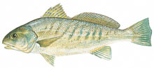 Atlantic Croaker - Click to enlarge photo