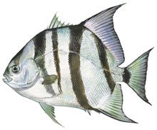 Atlantic Spadefish - Click to enlarge photo