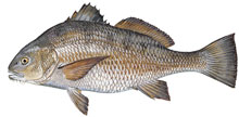 Black Drum - Click to enlarge photo