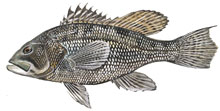 Black Seabass - Click to enlarge photo