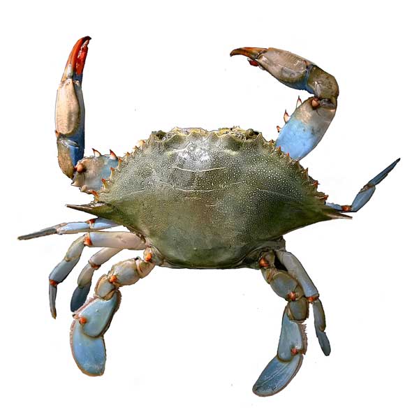 baby blue crab