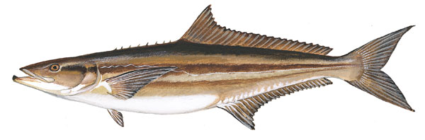 Cobia