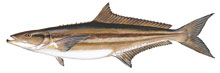 Cobia - Click to enlarge photo 