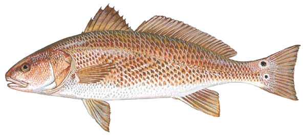 Red Drum