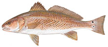 Red Drum - Click to enlarge photo 
