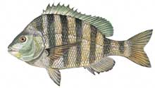 Sheepshead - Click to enlarge photo 