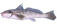 Southern Kingfish - Click to enlarge photo