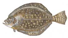 Southern Flounder - Click to enlarge photo 