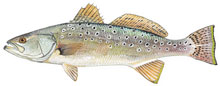 Spotted Seatrout - Click to enlarge photo