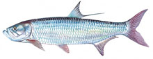 Tarpon - Click to enlarge photo