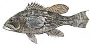 Black Seabass