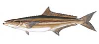 Cobia