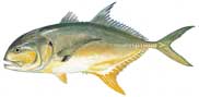 Jack crevalle