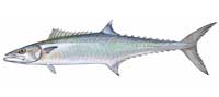 King Mackerel