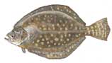 Southern flounder