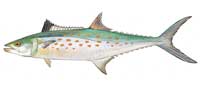 Spanish mackerel