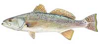 Spotted Seatrout