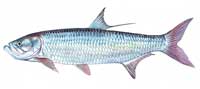 Tarpon