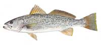 Weakfish