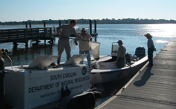 Staff transfers a net full of juvenile red drum from the hauling trailer to the release boat