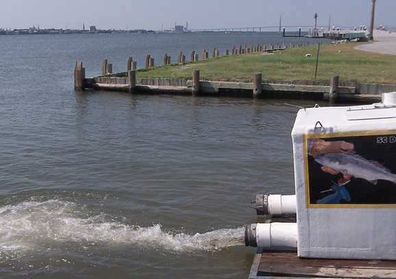 Red drum released into Charleston Harbor