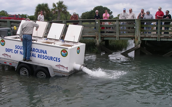 Releasing red drum at Cherry Point always draws a crowd of onlookers