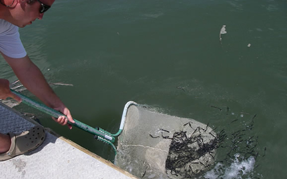 Matt Perkinson releases 1 month old juvenile cobia produced at the Waddell Mariculture Center into the nearby Colleton River