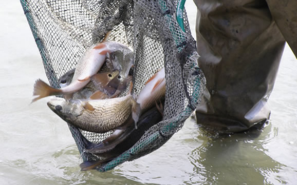 Yearling red drum released in the May River
