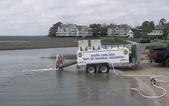 Red drum released into Murrell’s Inlet