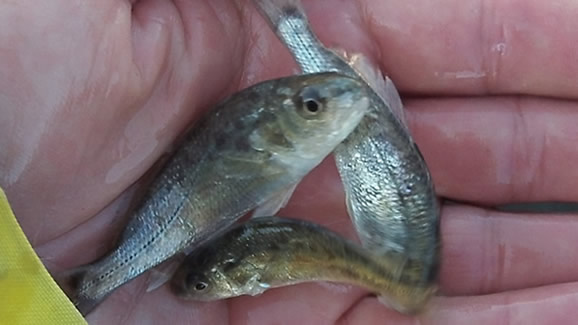 Juvenile red drum are released at about 1-2 inches in size