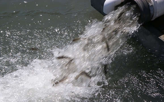 Advanced juvenile red drum released directly from the hauling trailer