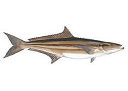 Cobia