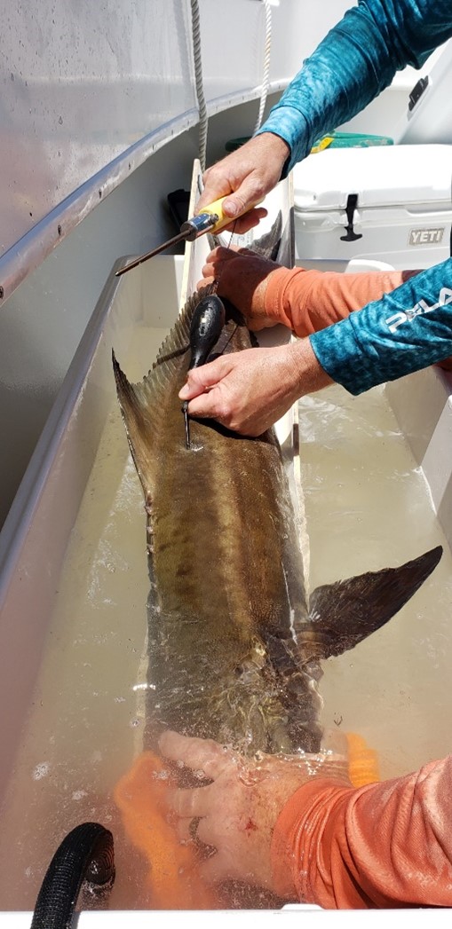 Angler catching cobia